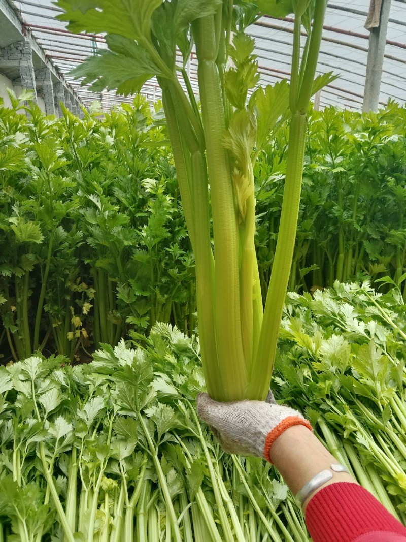 卖芹菜