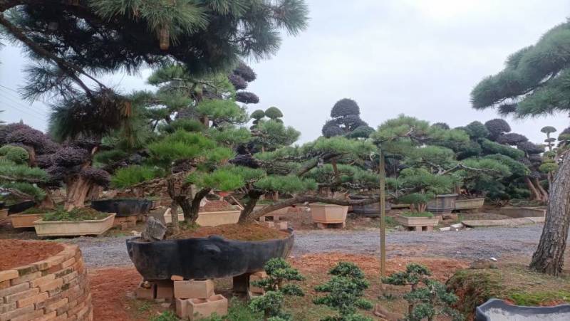 黑松，赤松，黄山松