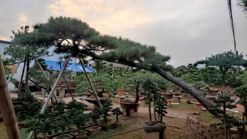 黑松，赤松，黄山松
