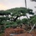 黑松，赤松，黄山松