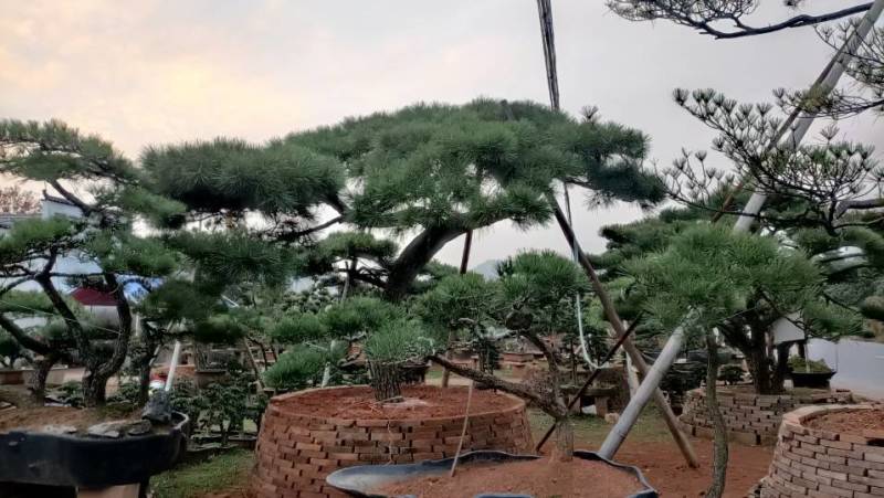 黑松，赤松，黄山松
