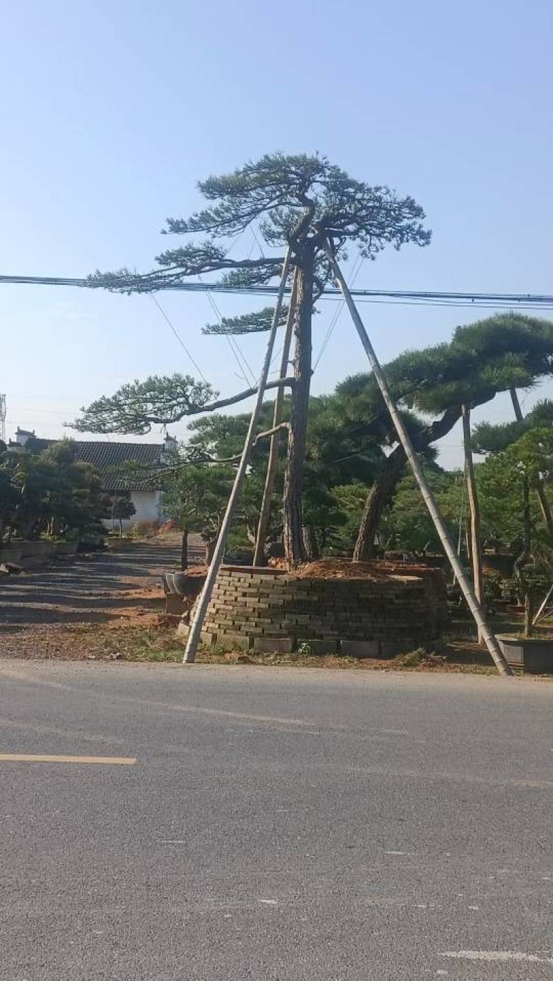 黑松，赤松，黄山松