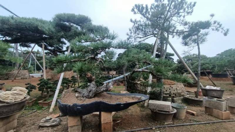 黑松，赤松，黄山松