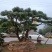 黑松，赤松，黄山松