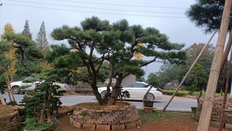黑松，赤松，黄山松