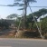 黑松，赤松，黄山松