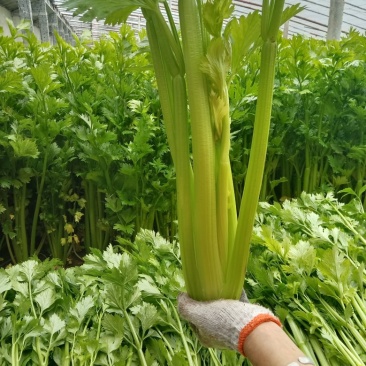 卖芹菜