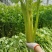 卖芹菜