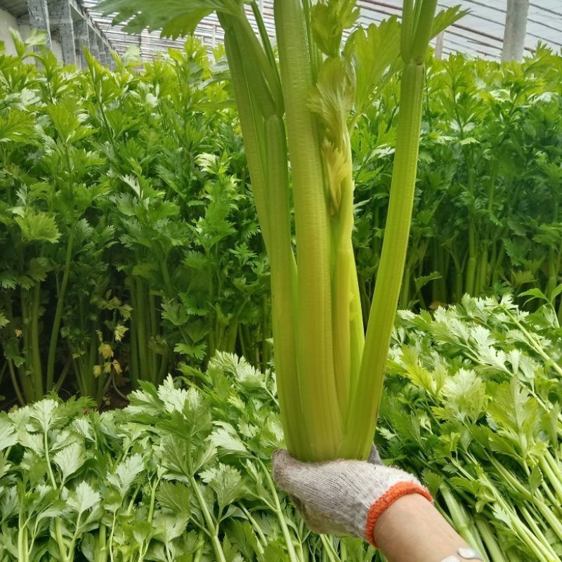 卖芹菜