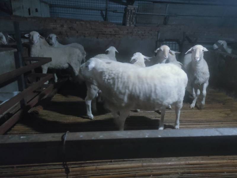 肉羊公羊湖羊