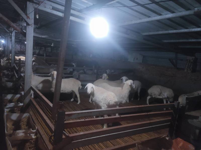 肉羊公羊湖羊
