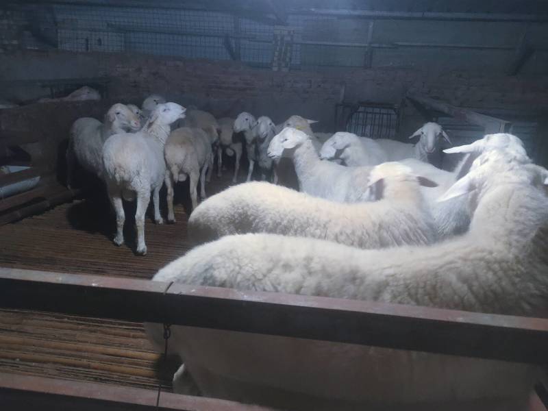肉羊公羊湖羊