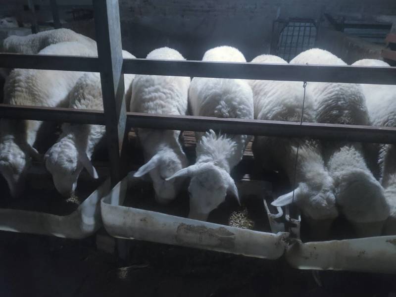 肉羊公羊湖羊