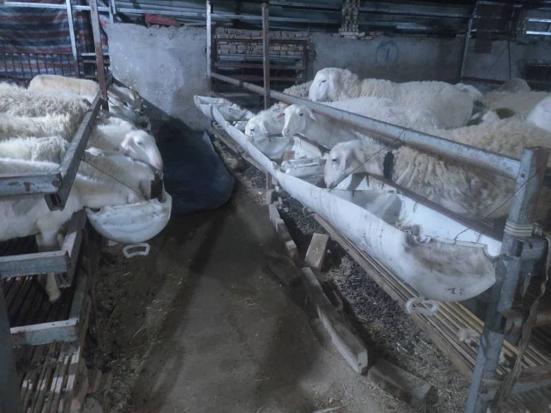 肉羊公羊湖羊