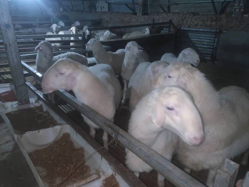 肉羊公羊湖羊
