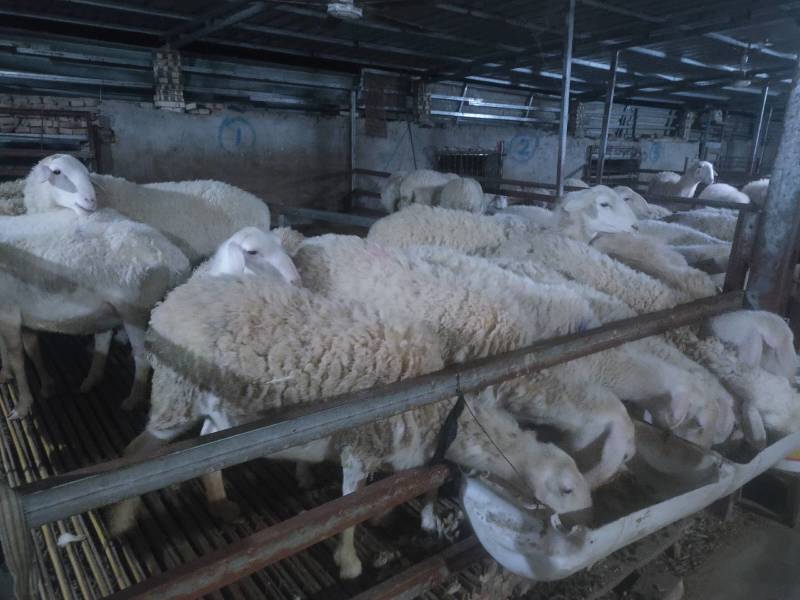肉羊公羊湖羊