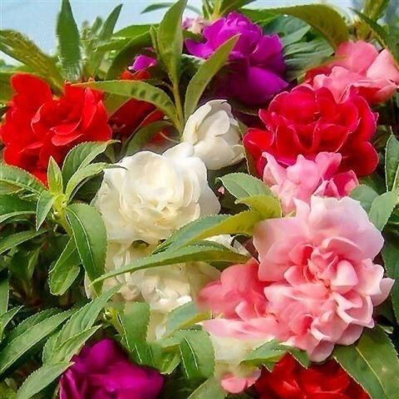 重瓣凤仙花种子染指甲盆栽种孑室内阳台四季开花易活花卉花种
