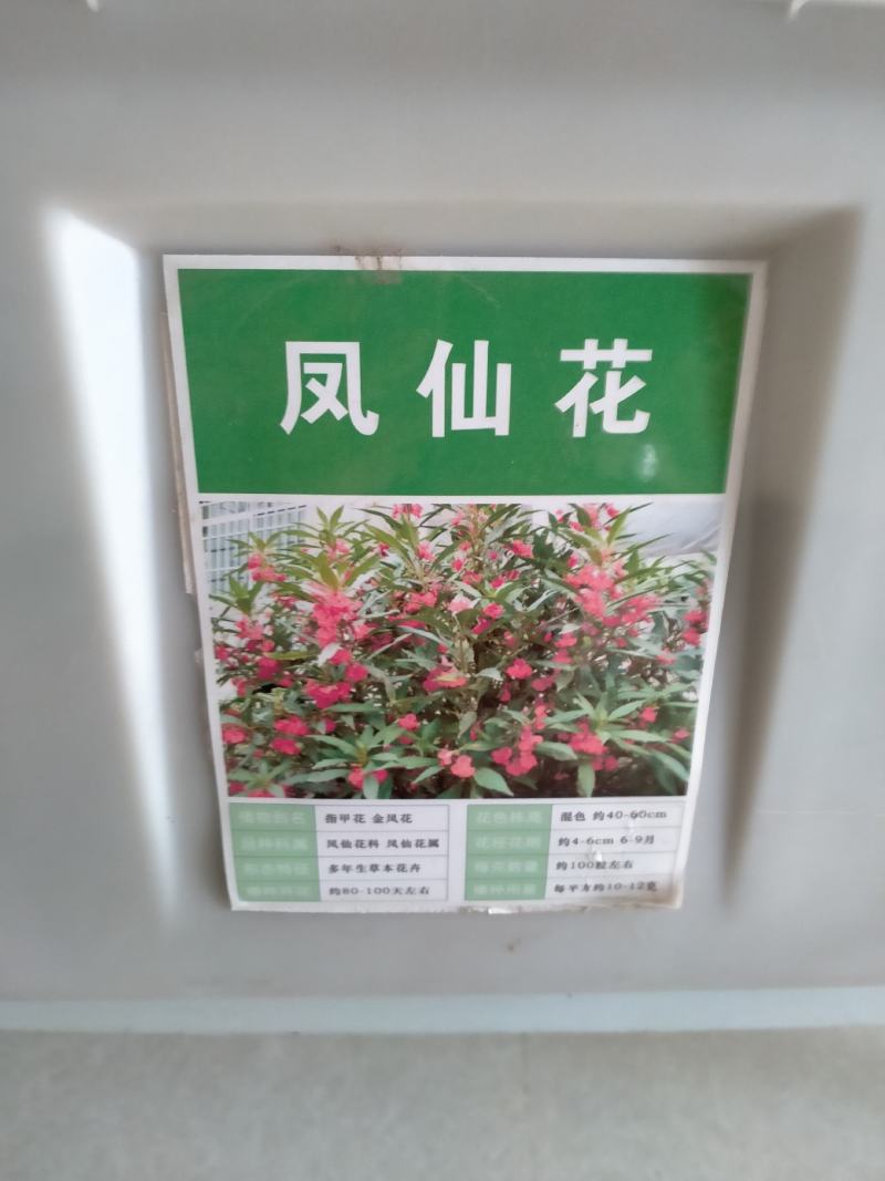 重瓣凤仙花种子染指甲盆栽种孑室内阳台四季开花易活花卉花种