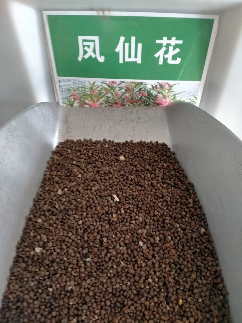 重瓣凤仙花种子染指甲盆栽种孑室内阳台四季开花易活花卉花种