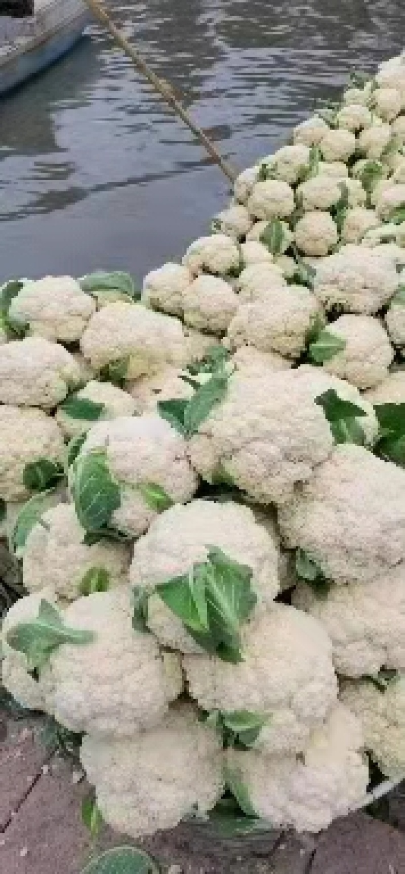 白面青梗松花菜，2~3斤散花，乳白，小米粒，