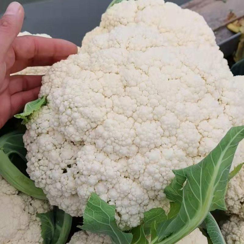 白面青梗松花菜，2~3斤散花，乳白，小米粒，