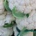 白面青梗松花菜，2~3斤散花，乳白，小米粒，