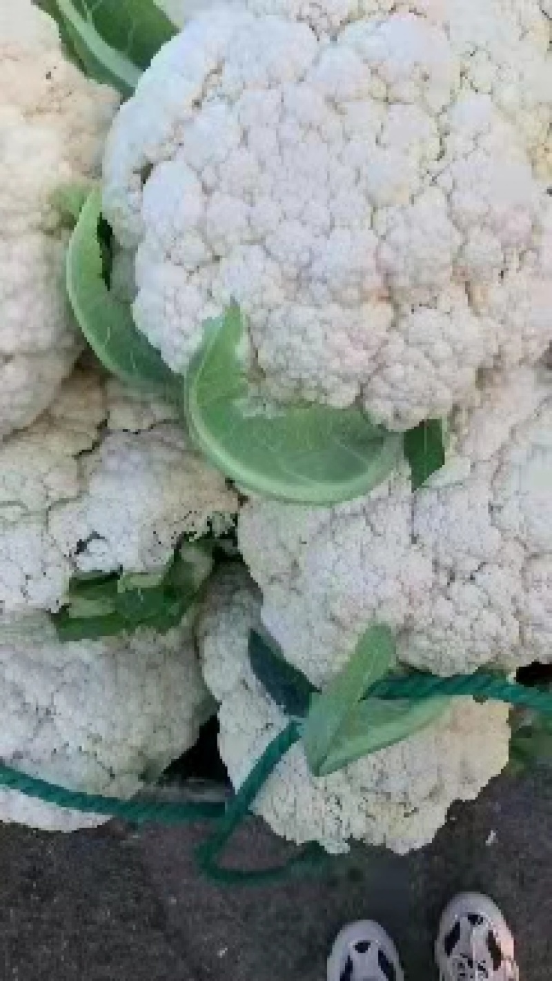 白面青梗松花菜，2~3斤散花，乳白，小米粒，