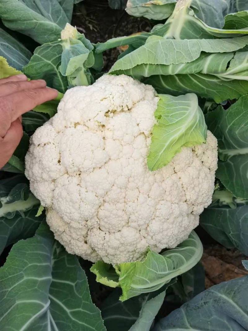白面青梗松花菜，2~3斤散花，乳白，小米粒，