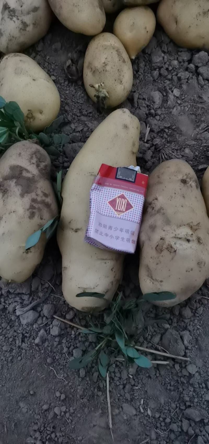 荷兰十五土豆，希森土豆，V7，3两及以上