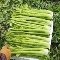 精品西芹芹菜大量上市可供超市产地质发，发往全国各地