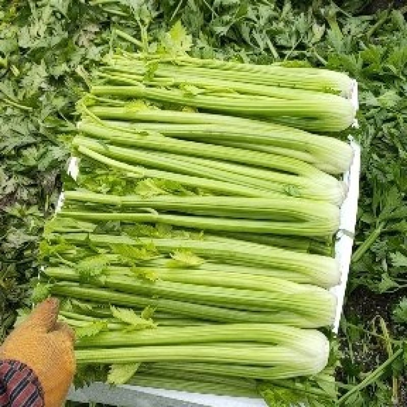 精品西芹芹菜大量上市可供超市产地质发，发往全国各地