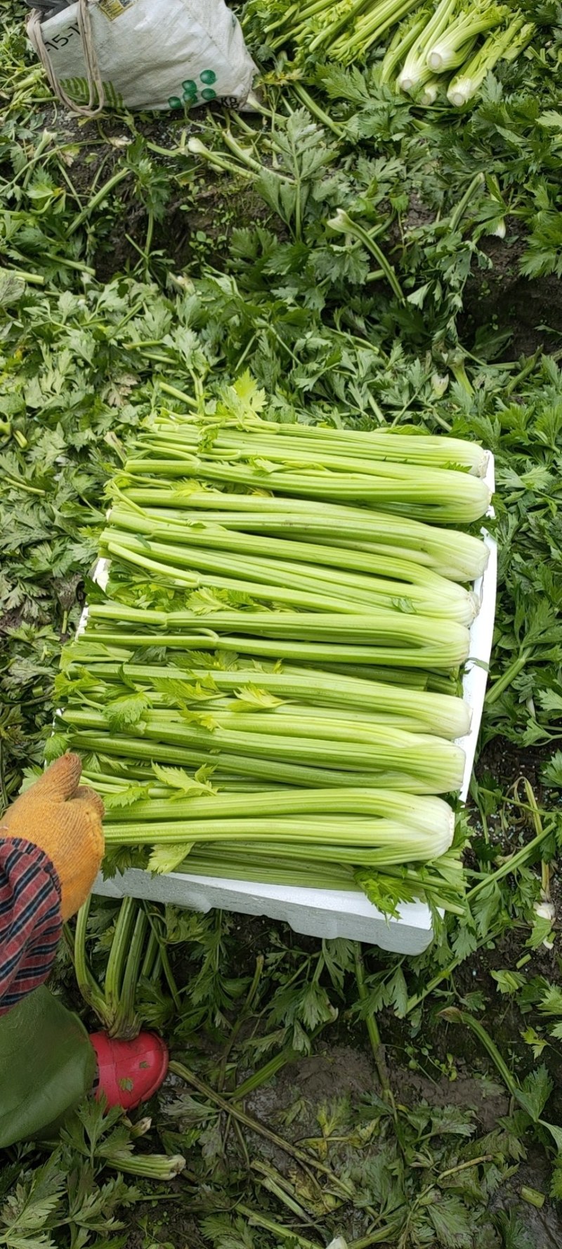 精品西芹芹菜大量上市可供超市产地质发，发往全国各地
