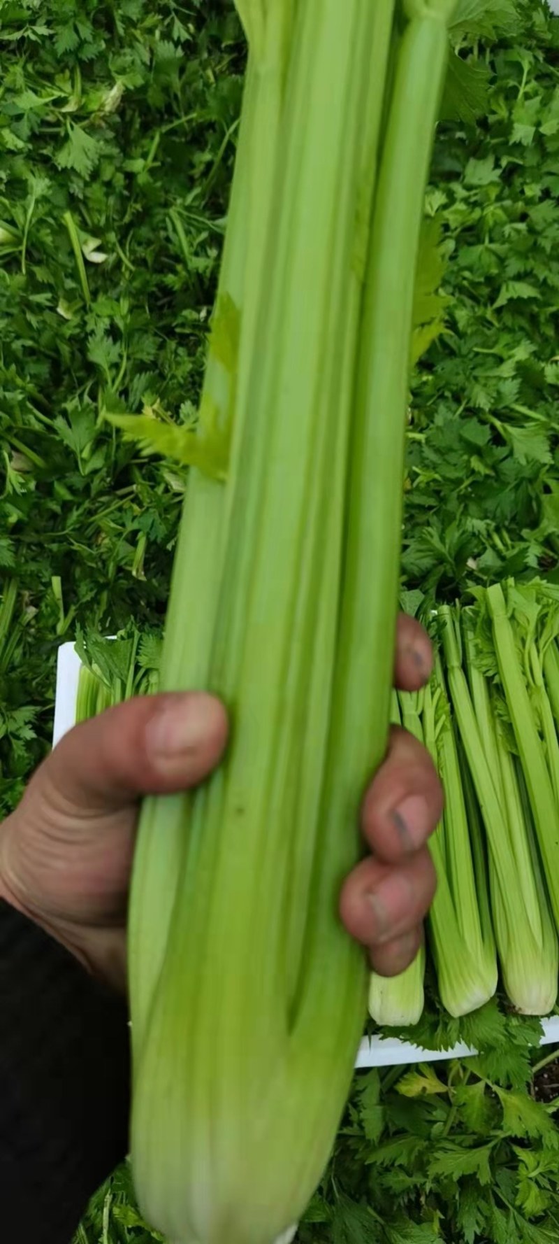 精品西芹芹菜大量上市可供超市产地质发，发往全国各地