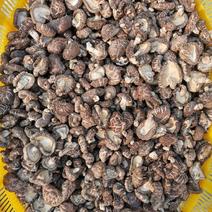 神农架露天长的椴木香菇，野外生长，生长期比较长，香味可口