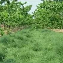 进口鼠茅草种子果园绿肥草籽抑制杂草生长改善土质保水保湿