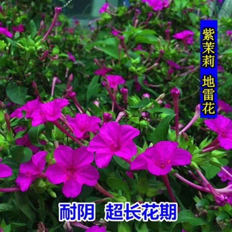 紫茉莉花种子易种花卉夜来香种子夜里香的花地雷花粉豆花