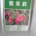 紫茉莉花种子易种花卉夜来香种子夜里香的花地雷花粉豆花