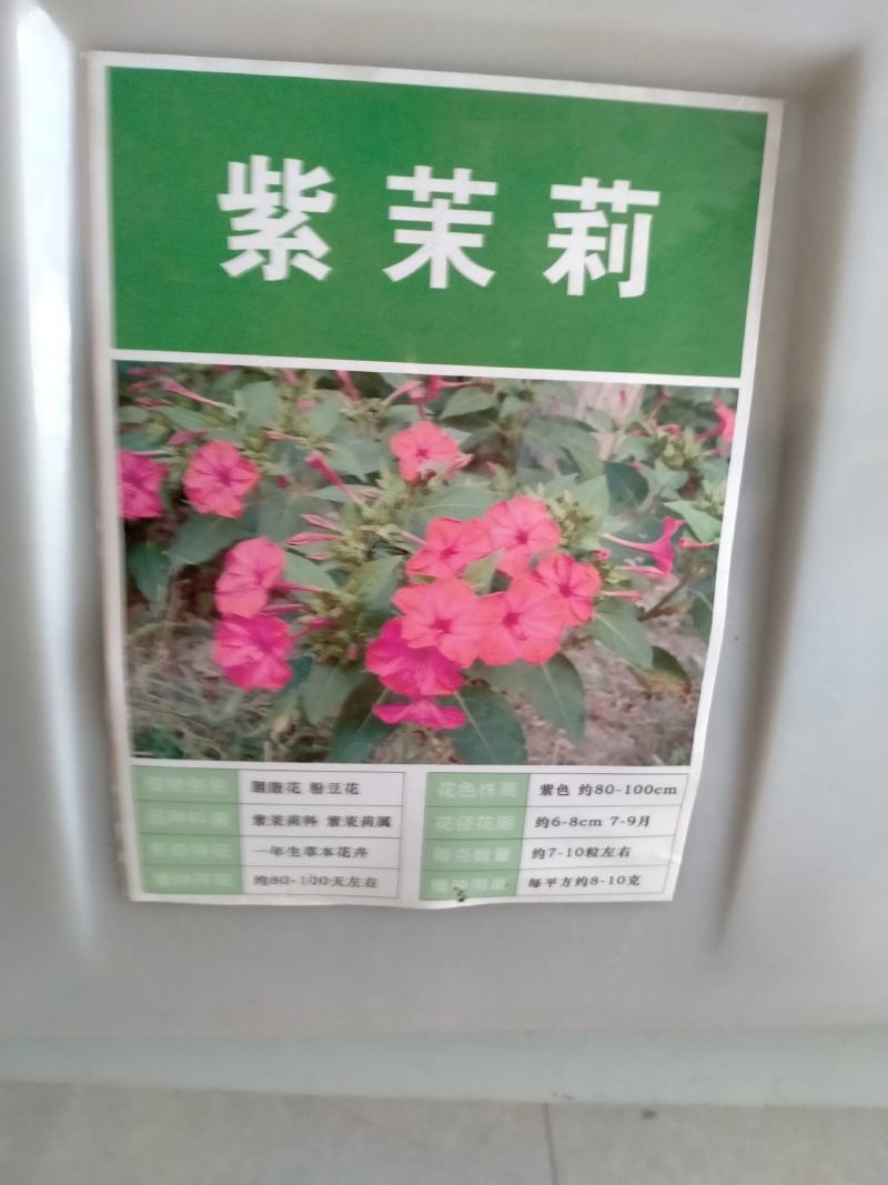 紫茉莉花种子易种花卉夜来香种子夜里香的花地雷花粉豆花