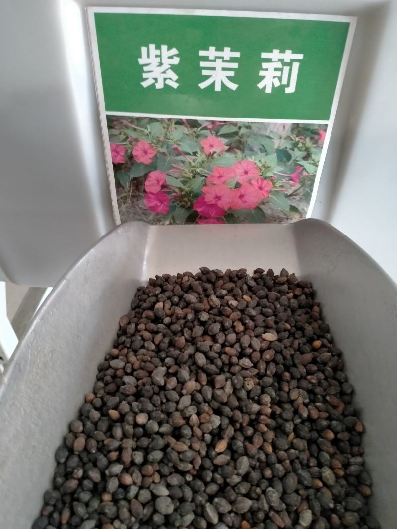 紫茉莉花种子易种花卉夜来香种子夜里香的花地雷花粉豆花