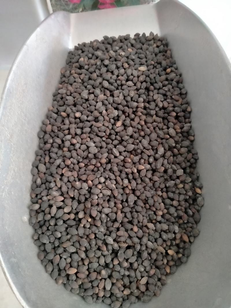 紫茉莉花种子易种花卉夜来香种子夜里香的花地雷花粉豆花