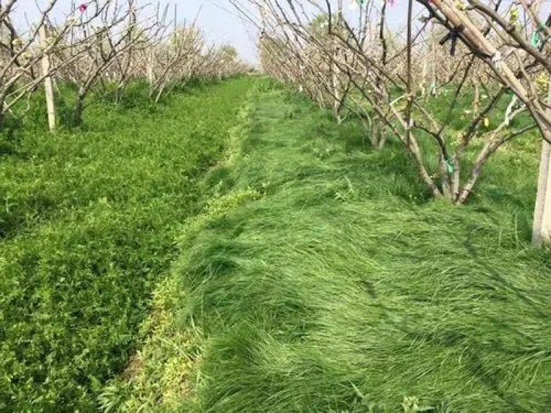 进口鼠茅草种子果园绿肥草籽抑制杂草生长改善土质保水保湿