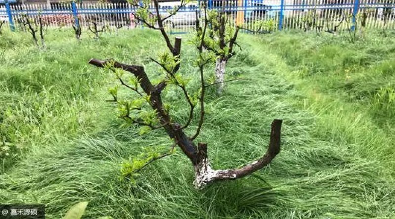 进口鼠茅草种子果园绿肥草籽抑制杂草生长改善土质保水保湿