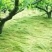 进口鼠茅草种子果园绿肥草籽抑制杂草生长改善土质保水保湿