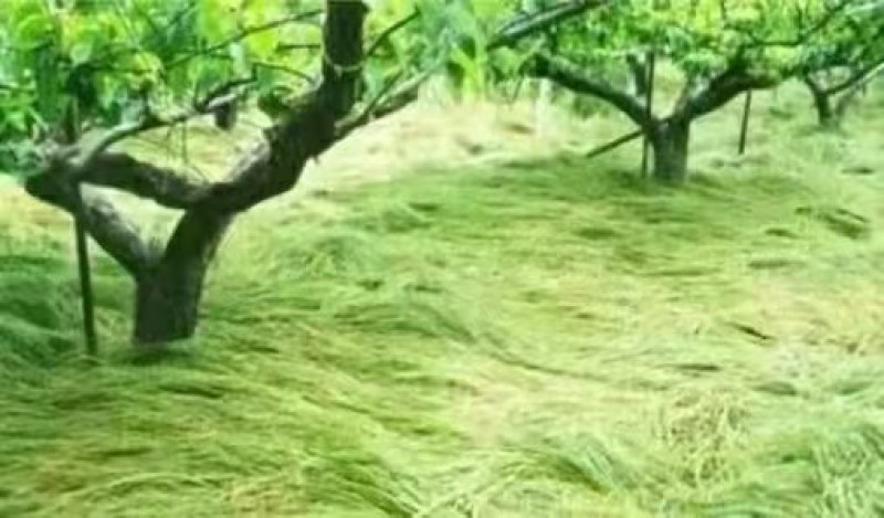 进口鼠茅草种子果园绿肥草籽抑制杂草生长改善土质保水保湿
