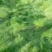 进口鼠茅草种子果园绿肥草籽抑制杂草生长改善土质保水保湿