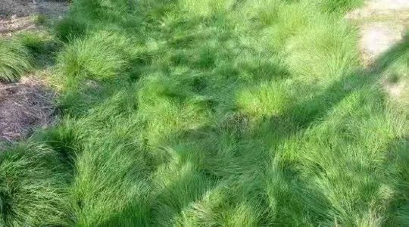 进口鼠茅草种子果园绿肥草籽抑制杂草生长改善土质保水保湿