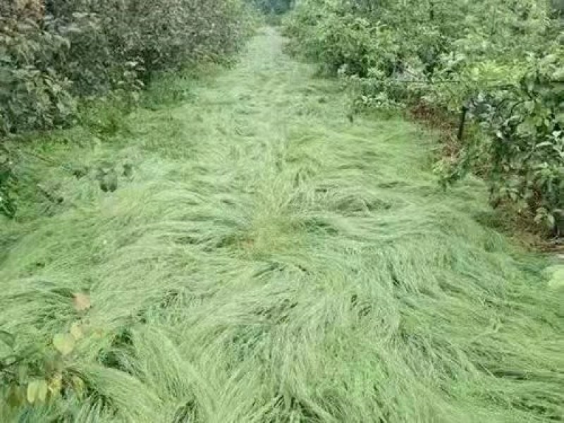 进口鼠茅草种子果园绿肥草籽抑制杂草生长改善土质保水保湿