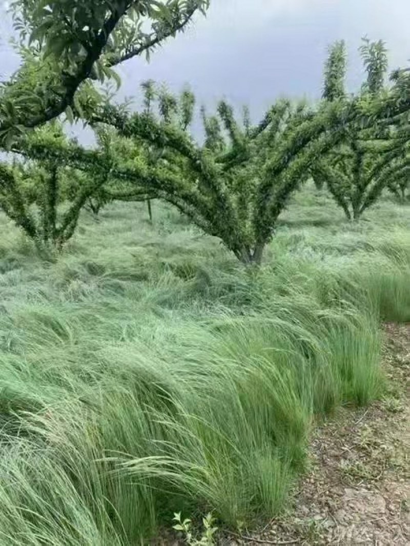 进口鼠茅草种子果园绿肥草籽抑制杂草生长改善土质保水保湿