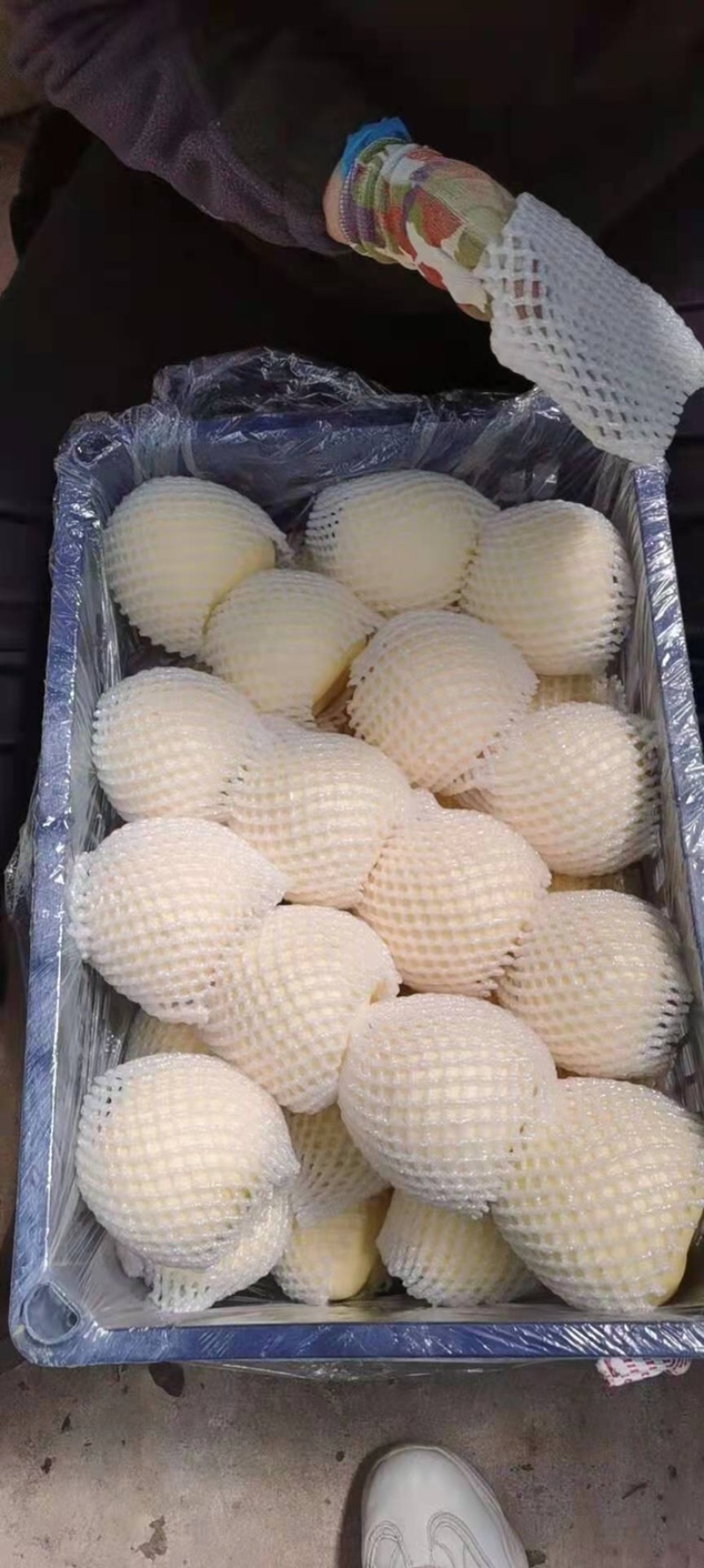 黄元帅精品干净大个白，加工，套网，大量有货需要的老板联