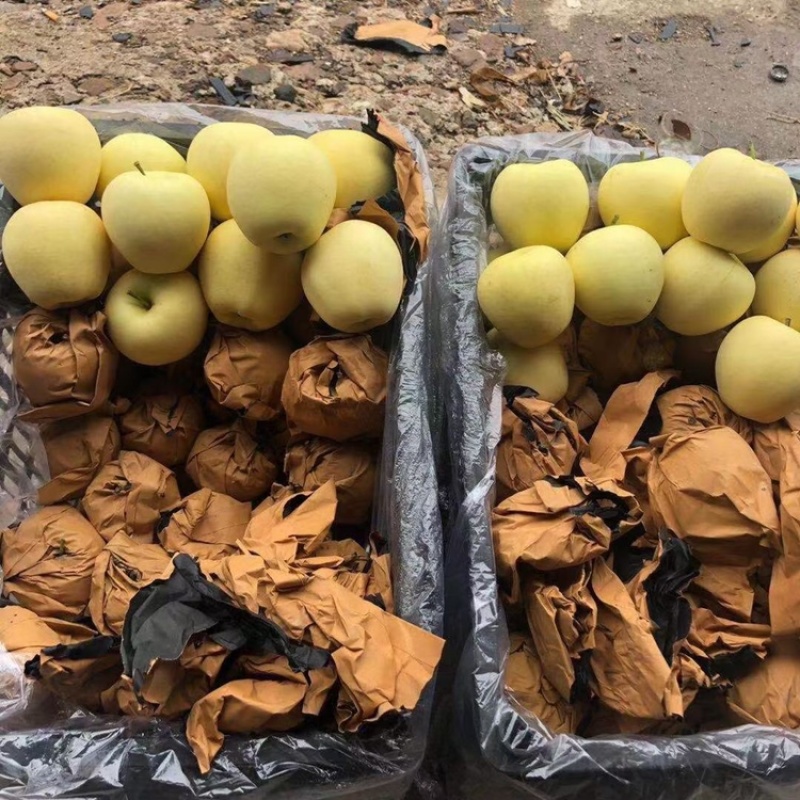 黄元帅精品干净大个白，加工，套网，大量有货需要的老板联